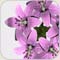 صورة عضوية shiny rose